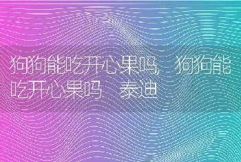 狗狗能吃开心果吗，狗狗能吃开心果吗 泰迪