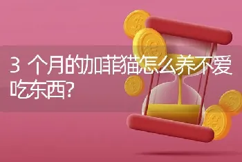 3个月的加菲猫怎么养不爱吃东西？