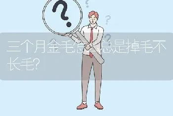 三个月金毛怎么总是掉毛不长毛？