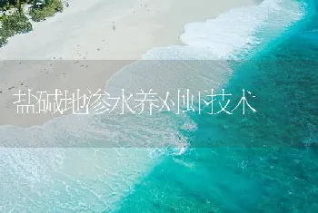 盐碱地渗水养对虾技术