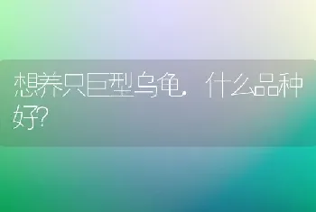 养不大的狗有哪些？