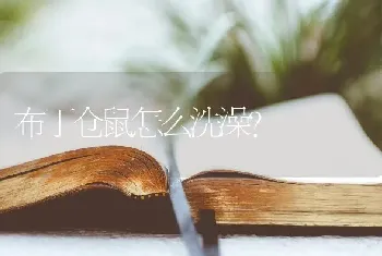 布丁仓鼠怎么洗澡？