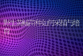 野生黄鳝苗种如何采捕与培育