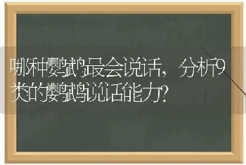 哪种鹦鹉最会说话，分析9类的鹦鹉说话能力？