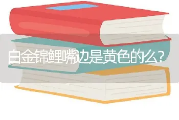 白金锦鲤嘴边是黄色的么？