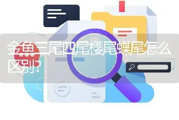 金鱼三尾四尾樱尾蝶尾怎么区别？