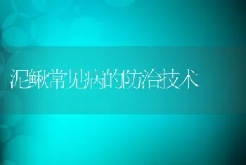 泥鳅常见病的防治技术