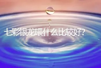 七彩银龙喂什么比较好？