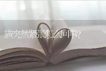 猫突然紧张怎么回事？