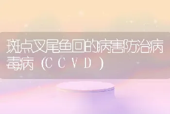 斑点叉尾鱼回的病害防治病毒病（CCVD）