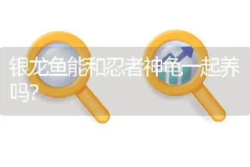 银龙鱼能和忍者神龟一起养吗？