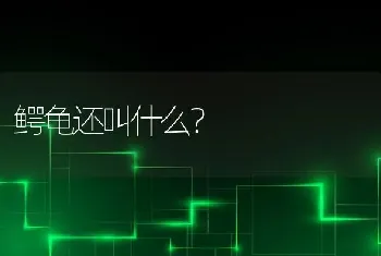 鳄龟还叫什么？