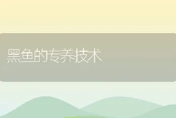 黑鱼的专养技术