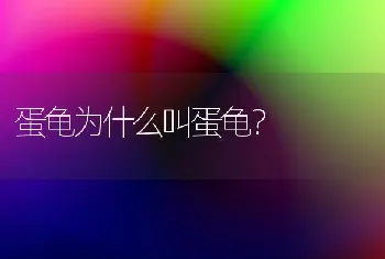 蛋龟为什么叫蛋龟？