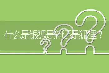 母的比熊犬隔多少时间来一次月经，一次月经来多久？