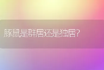 豚鼠是群居还是独居？