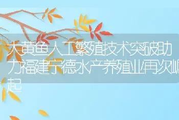 大黄鱼人工繁殖技术突破助力福建宁德水产养殖业再次崛起