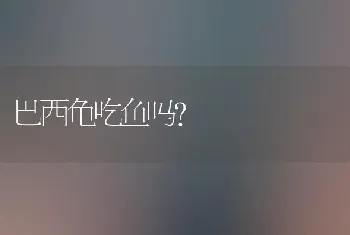 巴西龟吃鱼吗？