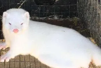 水貂日粮的原则