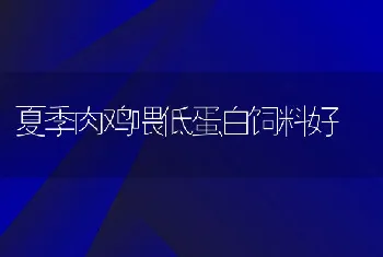 夏季肉鸡喂低蛋白饲料好