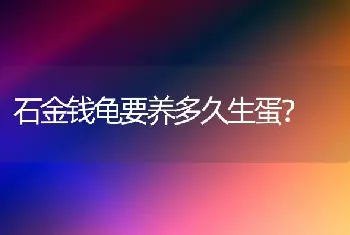 石金钱龟要养多久生蛋？