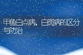 甲鱼白点病、白斑病的区分与防治