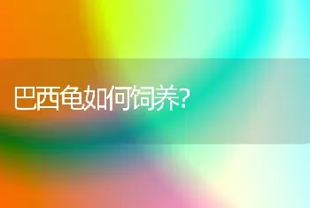 巴西龟如何饲养？