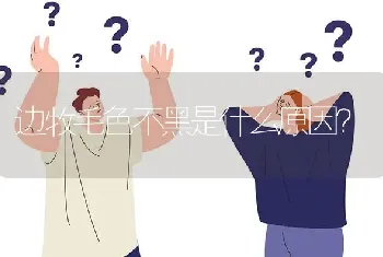 边牧毛色不黑是什么原因？