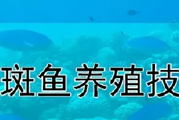 石斑鱼养殖技术