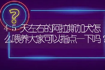 45天左右的阿拉斯加犬怎么喂养大家可以指点一下吗？