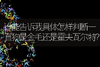 谁能告诉我具体怎样判断一直狗是金毛还是霍夫瓦尔特？