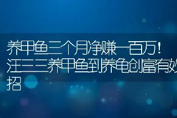 养甲鱼三个月净赚一百万！汪三三养甲鱼到养龟创富有妙招