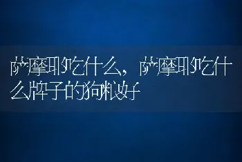 萨摩耶吃什么，萨摩耶吃什么牌子的狗粮好