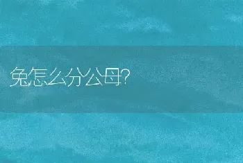 兔怎么分公母？