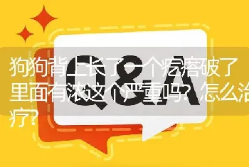 狗狗背上长了一个疙瘩破了里面有浓这个严重吗？怎么治疗？