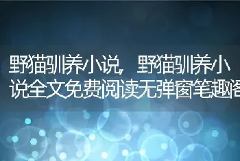 野猫驯养小说，野猫驯养小说全文免费阅读无弹窗笔趣阁