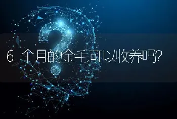 6个月的金毛可以收养吗？