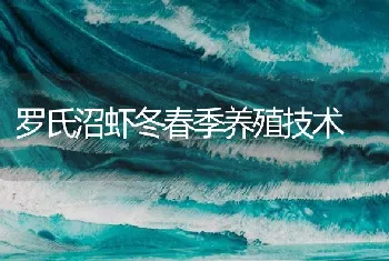 罗氏沼虾冬春季养殖技术