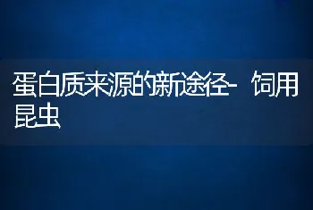 蛋白质来源的新途径-饲用昆虫