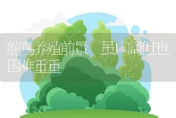 鸵鸟养殖前景 虽广阔但也困难重重