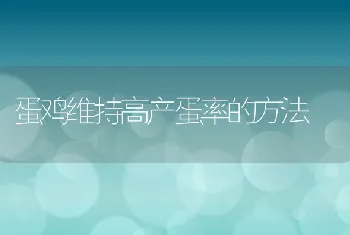 蛋鸡维持高产蛋率的方法