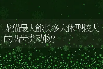 什么仓鼠可以水洗？