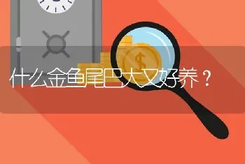 什么金鱼尾巴大又好养？