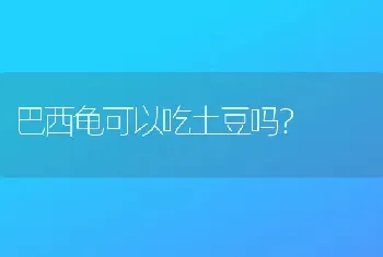 巴西龟可以吃土豆吗？