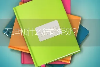 泰迪和什么猫能相处？