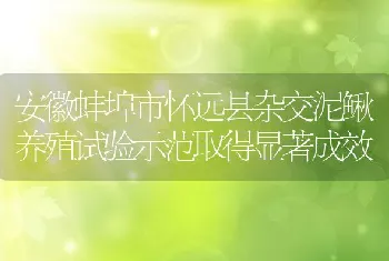 安徽蚌埠市怀远县杂交泥鳅养殖试验示范取得显著成效