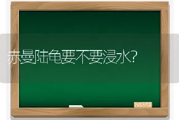 赤曼陆龟要不要浸水？