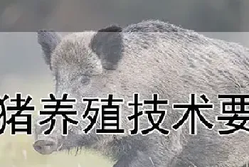 野猪养殖技术要点