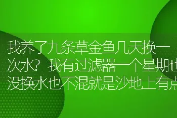 我养了九条草金鱼几天换一次水？我有过滤器一个星期也没换水也不混就是沙地上有点鱼便便？