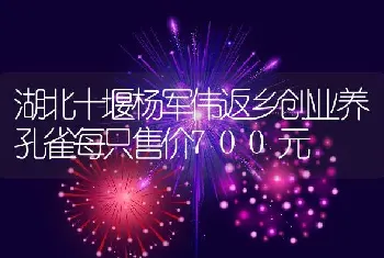 湖北十堰杨军伟返乡创业养孔雀每只售价700元